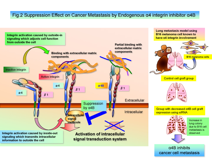 Fig. 2  Suppression Effect on Cancer Metastasis by Endogenous α4 integrin inhibitor α4B